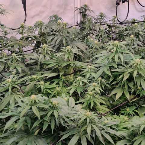 Special Queen #1 growlog timeline photo