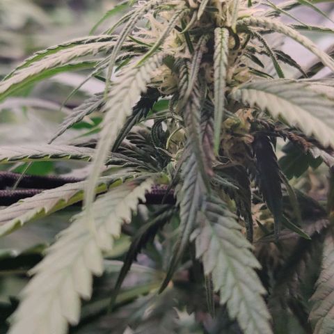 Special Queen #1 growlog timeline photo