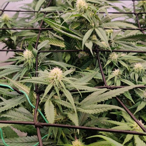 Special Queen #1 growlog timeline photo