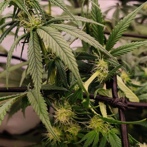 Special Queen #1 growlog timeline photo