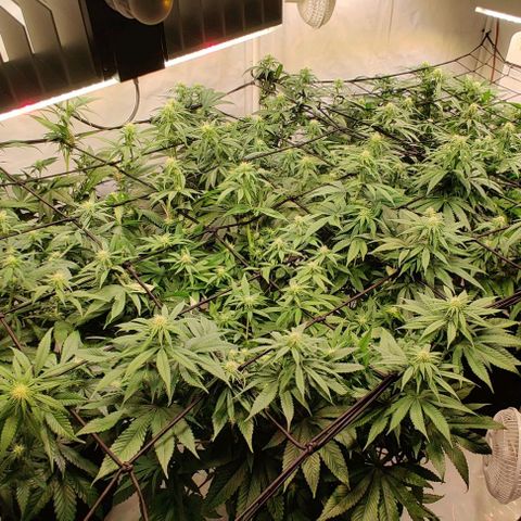 Special Queen #1 growlog timeline photo