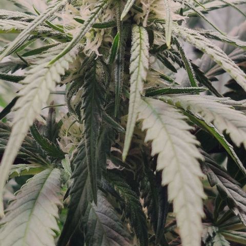 Special Queen #1 growlog timeline photo
