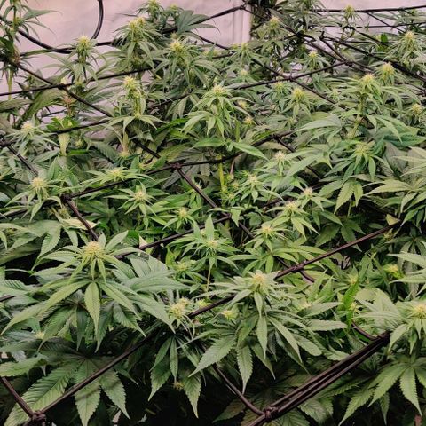 Special Queen #1 growlog timeline photo