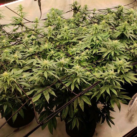 Special Queen #1 growlog timeline photo