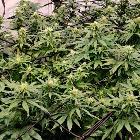 Special Queen #1 growlog timeline photo