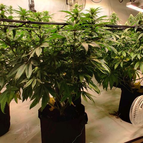 Special Queen #1 growlog timeline photo