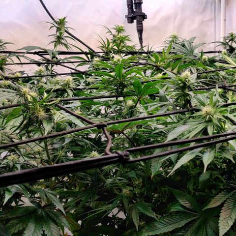 Special Queen #1 growlog timeline photo