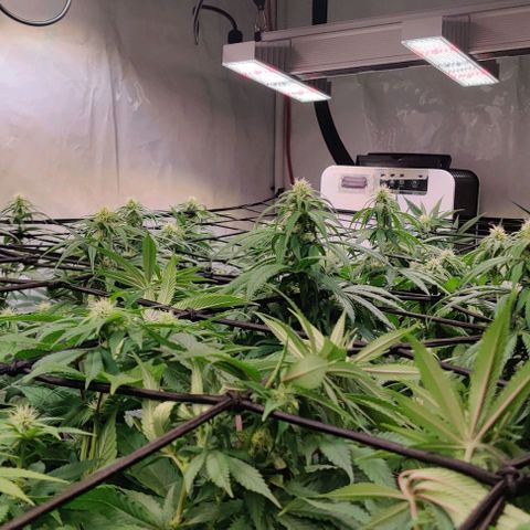 Special Queen #1 growlog timeline photo