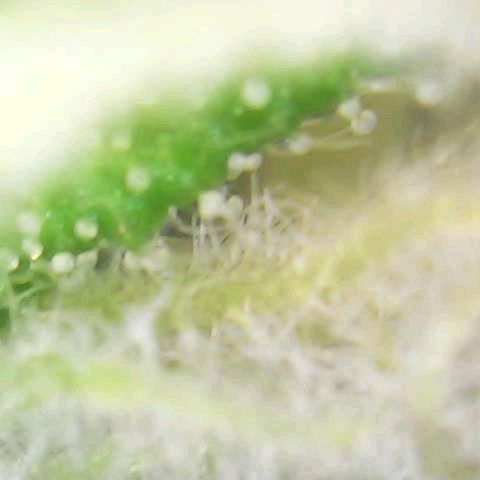 Special Queen #1 growlog photo: Blue Gelato and a few of SQ#1