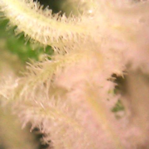 Special Queen #1 growlog photo: Blue Gelato and a few of SQ#1