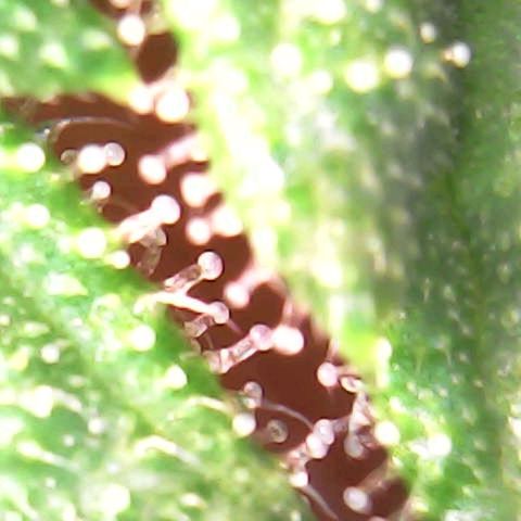 Special Queen #1 growlog photo: Blue Gelato and a few of SQ#1