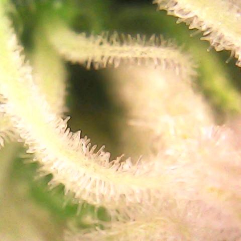 Special Queen #1 growlog photo: Blue Gelato and a few of SQ#1