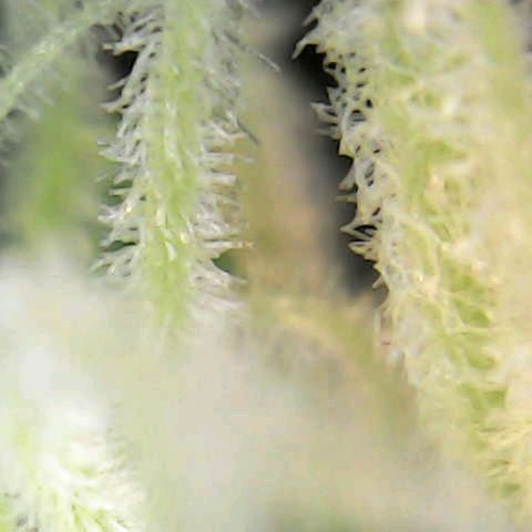 Special Queen #1 growlog photo: Blue Gelato and a few of SQ#1