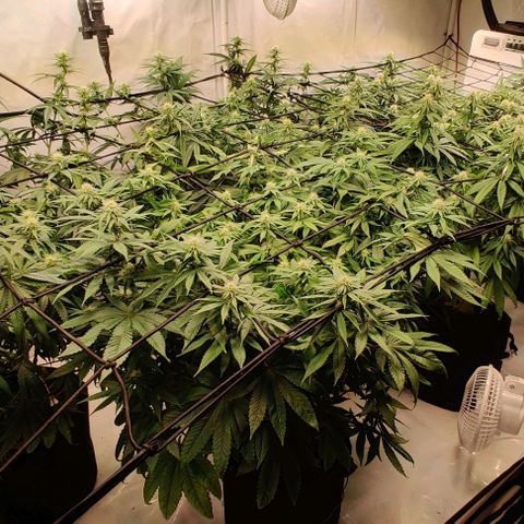 Special Queen #1 growlog timeline photo