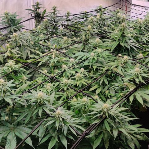 Special Queen #1 growlog timeline photo