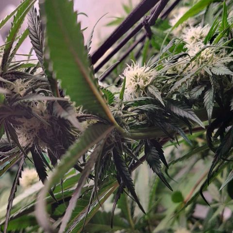 Special Queen #1 growlog timeline photo