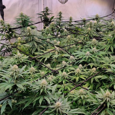 Special Queen #1 growlog timeline photo