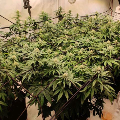 Special Queen #1 growlog timeline photo