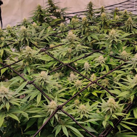 Special Queen #1 growlog timeline photo