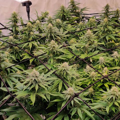 Special Queen #1 growlog timeline photo