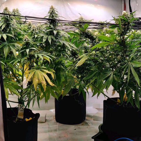 Special Queen #1 growlog timeline photo
