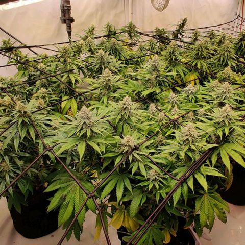 Special Queen #1 growlog timeline photo