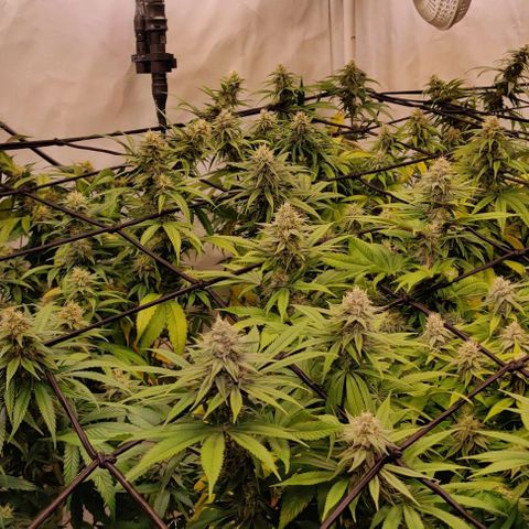 Special Queen #1 growlog timeline photo