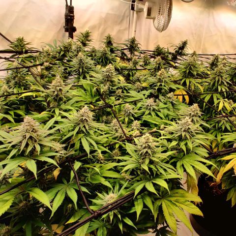 Special Queen #1 growlog timeline photo