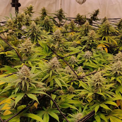 Special Queen #1 growlog timeline photo