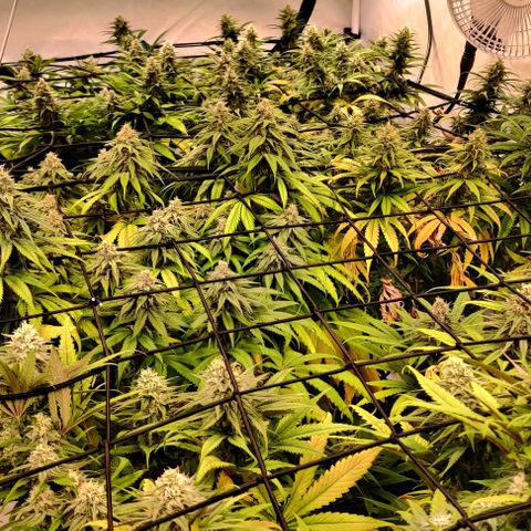 Special Queen #1 growlog timeline photo