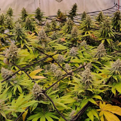 Special Queen #1 growlog timeline photo