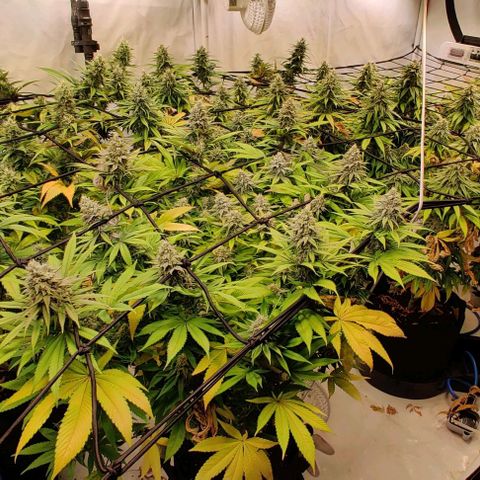 Special Queen #1 growlog timeline photo
