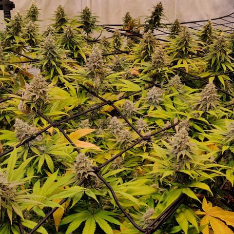 Special Queen #1 growlog timeline photo