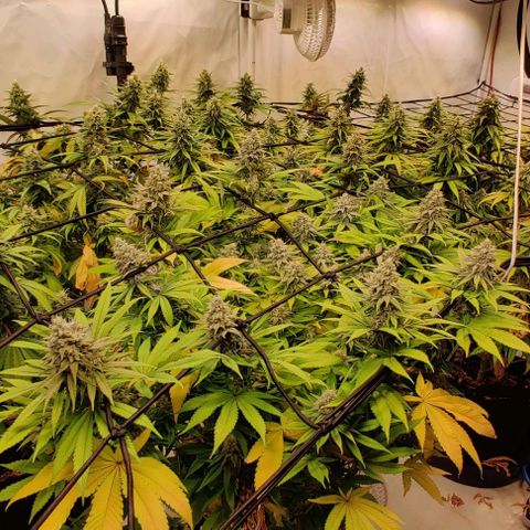 Special Queen #1 growlog timeline photo