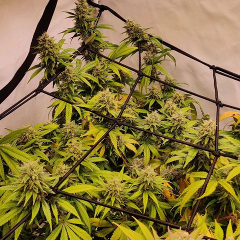 Special Queen #1 growlog photo: P1
