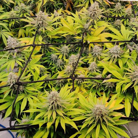 Special Queen #1 growlog photo: P3