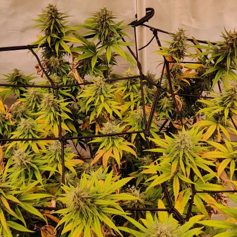 Special Queen #1 growlog photo: P2