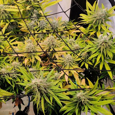 Blue Gelato growlog photo: P1 best smell