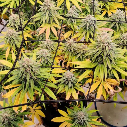 Blue Gelato growlog photo: P2