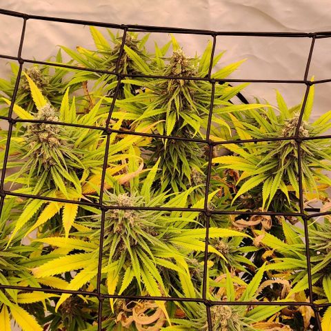 Blue Gelato growlog photo: P3
Smallest of all