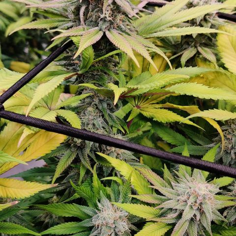 Special Queen #1 growlog photo: Bud #3
Bud #1
Bud #3