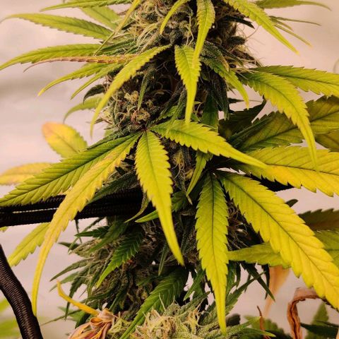 Special Queen #1 growlog photo: Bud #3
Bud #1
Bud #3