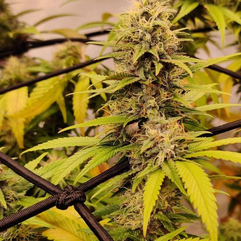 Special Queen #1 growlog photo: Bud #3
Bud #1
Bud #3