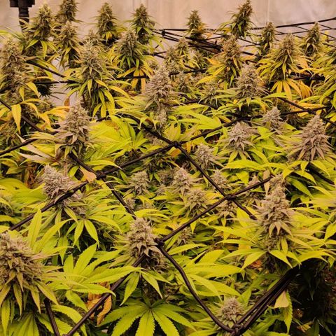 Special Queen #1 growlog timeline photo