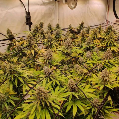 Special Queen #1 growlog timeline photo