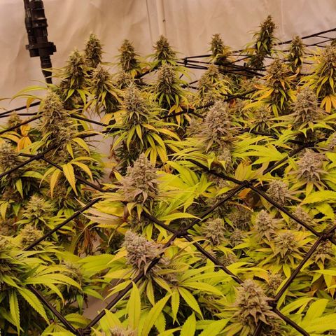 Special Queen #1 growlog timeline photo