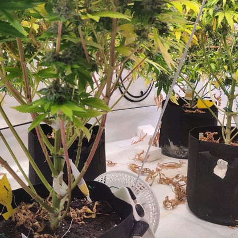 Special Queen #1 growlog timeline photo