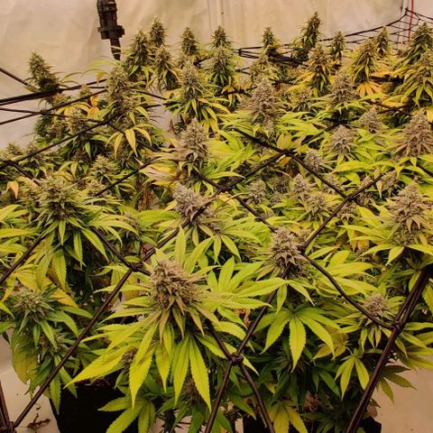 Special Queen #1 growlog timeline photo