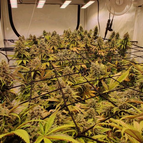 Special Queen #1 growlog timeline photo