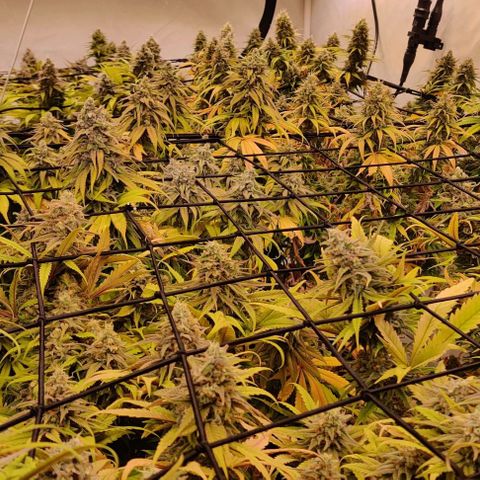 Special Queen #1 growlog timeline photo